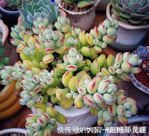 5种多肉,皮实又好养,长出状态美美哒,适合新手!