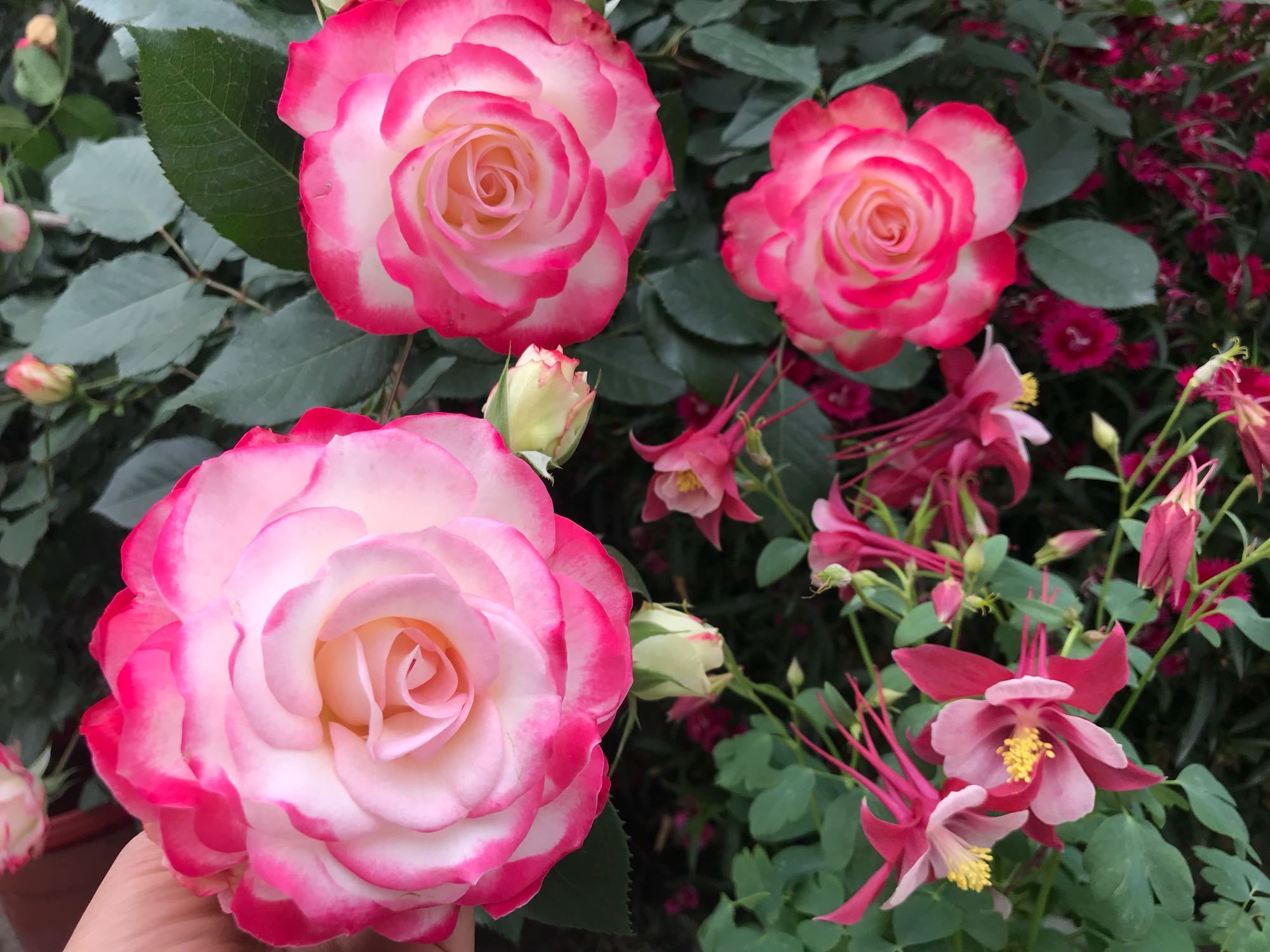 世界最美月季之一，多次获园艺奖，丰花勤花，花型完美，适合盆栽