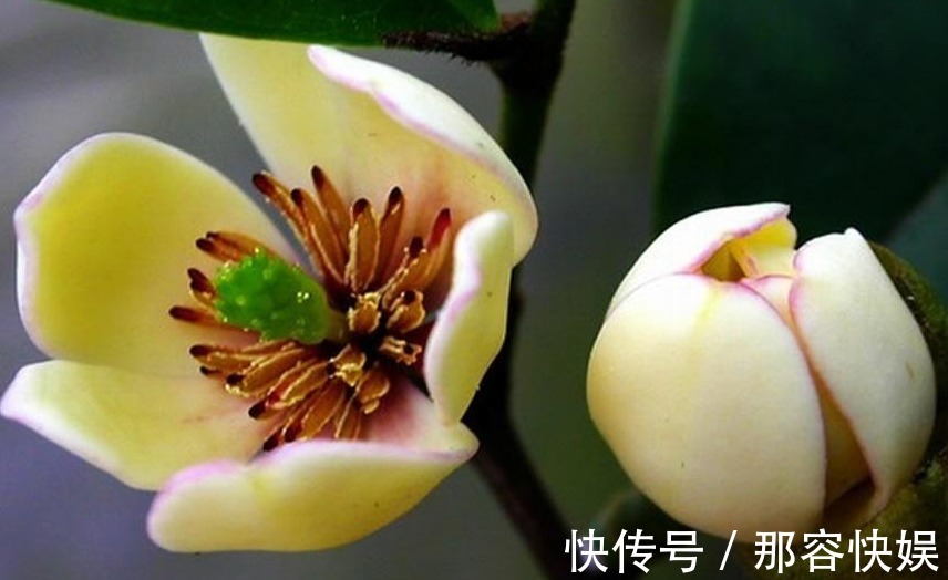 矜持!此花清香怡人,有着一种娇媚动人的嫣然美态,寓意含蓄和矜持