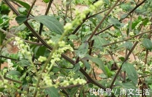 用途|乡下大有来头的野草,名字不平凡,路边常见,其实是消炎良药