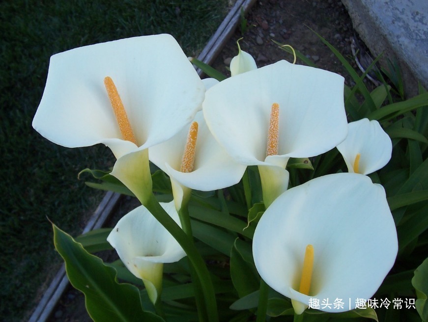 铜钱草|这五种喜欢水的植物,随便浇水都不怕,适合新手养