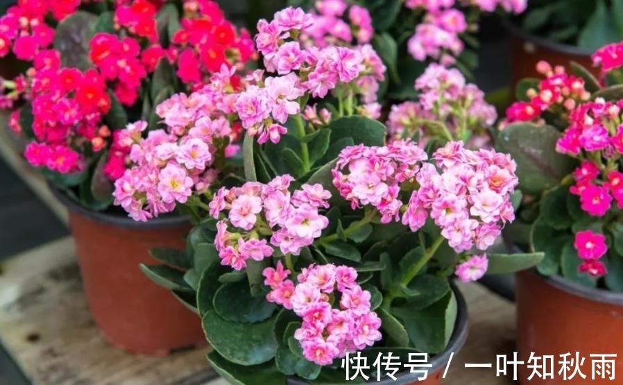 新手|冬天种上5种漂亮花，寓意美好，吉祥又大气，皮实好养适合新手