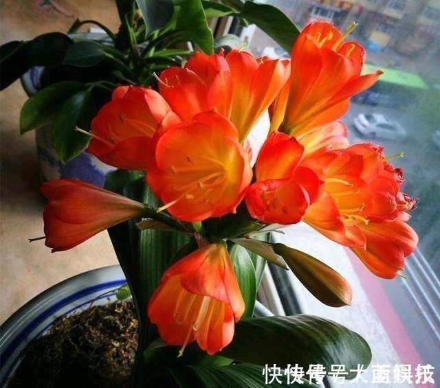 新根|君子兰,不长叶子,不开花用上1个狠招,俩月花箭窜出来