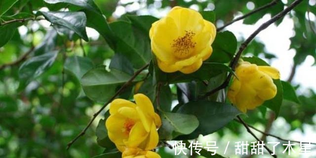 这款金黄茶花,香气扑鼻,可以泡茶,营养丰富,观赏食用两不误!