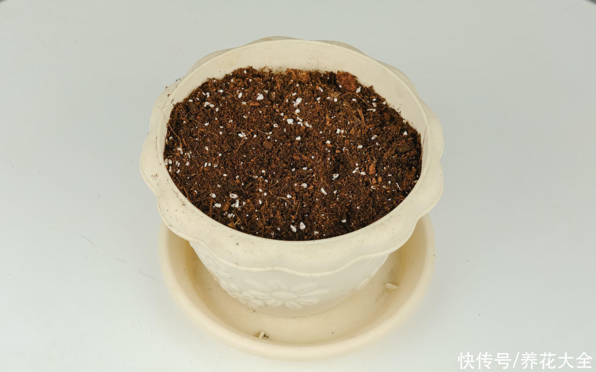 一扦插就活,还能用来泡茶喝,这花种了就是赚了