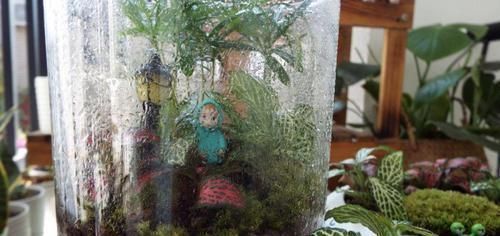 这花真好养,叶子沾点水就能活,7天爆满一大缸