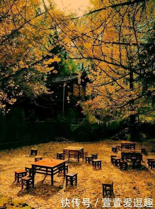 庭院种什么树最吉利,还好看?