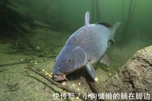 秋天鱼反而难钓不了解鱼的“套路”,鱼再多你也钓不到