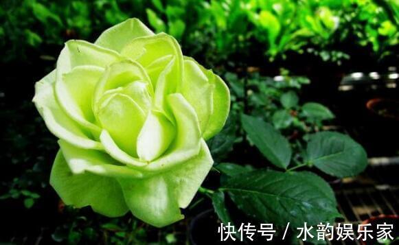 夏季|夏季养花不妨选“它”花语永不老去的爱情,开花颜色特殊