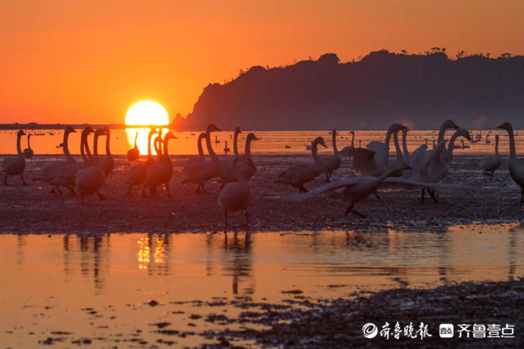 日出、湖畔、天鹅…初冬的威海荣成天鹅湖，美的不像话|情报站| 天鹅湖