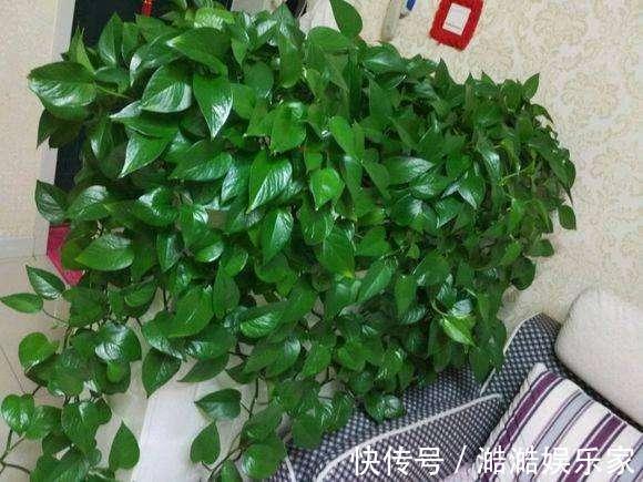 叶片|绿萝越养越小改3个毛病,一会“绿瀑布”,一会“绿萝墙”