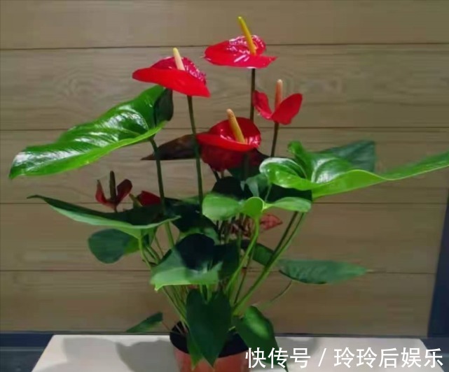 几种经典名花,颜值超高的,越养越喜欢,入手不后悔