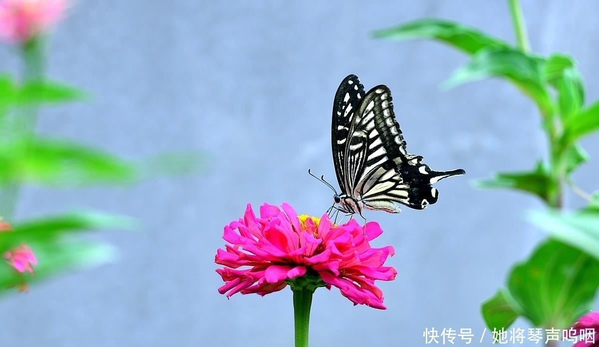 6种花“养小不养老”,越老越不好看,赶紧剪一刀