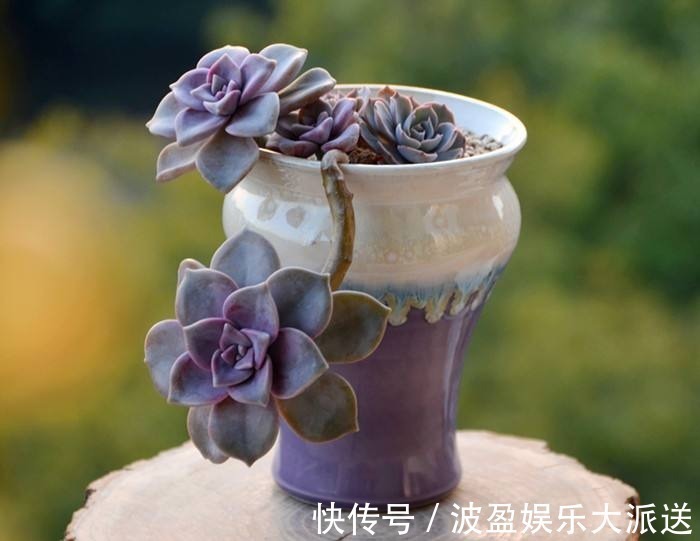彩虹色的多肉你见过吗，阳台这么一摆，邻居嫉妒的想出大价钱买！
