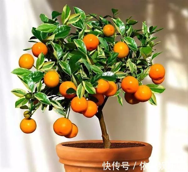 只养花太单调,家中也可以盆栽果树,有3种果树,盆栽结果量大