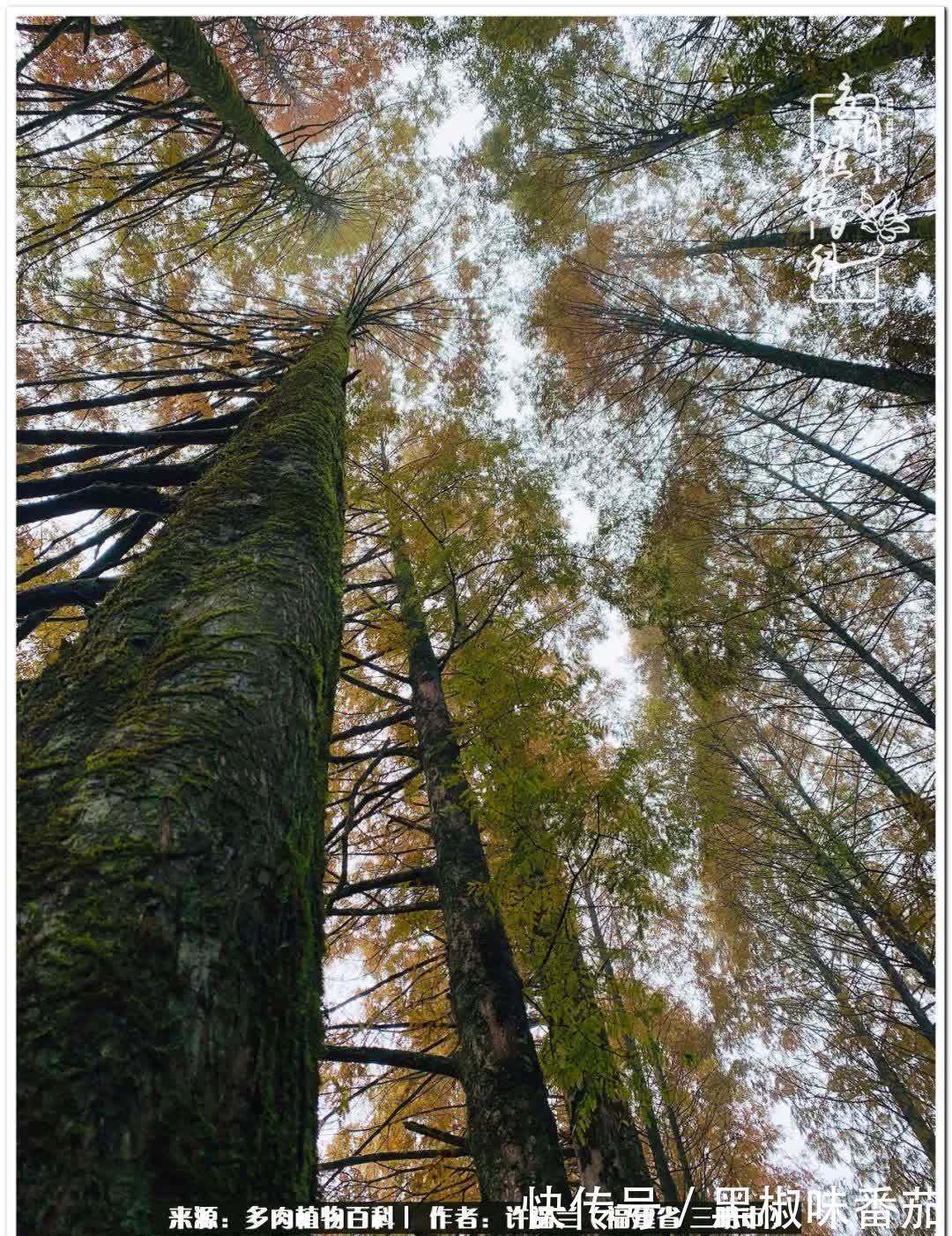 尖尖|养多肉两年，美丽与赏心悦目并存！