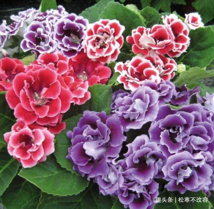 种花人|富贵又招财的几种花,鸿运当头,添福添财,从年头旺到年尾