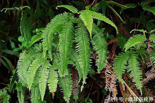 铁芒萁|此植物叫芒萁，以前是烧火的好材料，现在被遗忘，越来越少见了