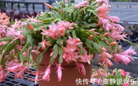 花毛茛花毛茛|夏天“3种花”别买，黄叶、掉蕾变蔫巴，买1盆死1盆，白花钱！
