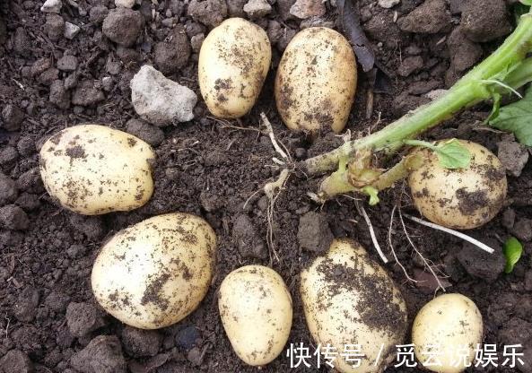 硫辛酸|土豆和它是天生的“敌人”，不能一起食用，记得告诉家里人