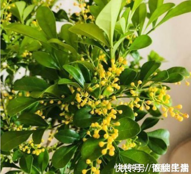 土壤|4种花漂亮又好养,比牡丹好看,养在哪里都爆盆,好运到来