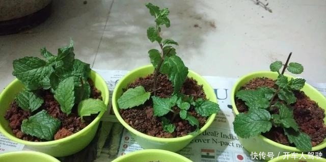 植物扦插繁殖的时候学会这几招，很容易生根发芽，你学会了哪种！