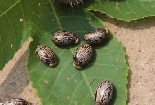 农村常见的2种植物，原来毒性那么强，以后见了要躲开