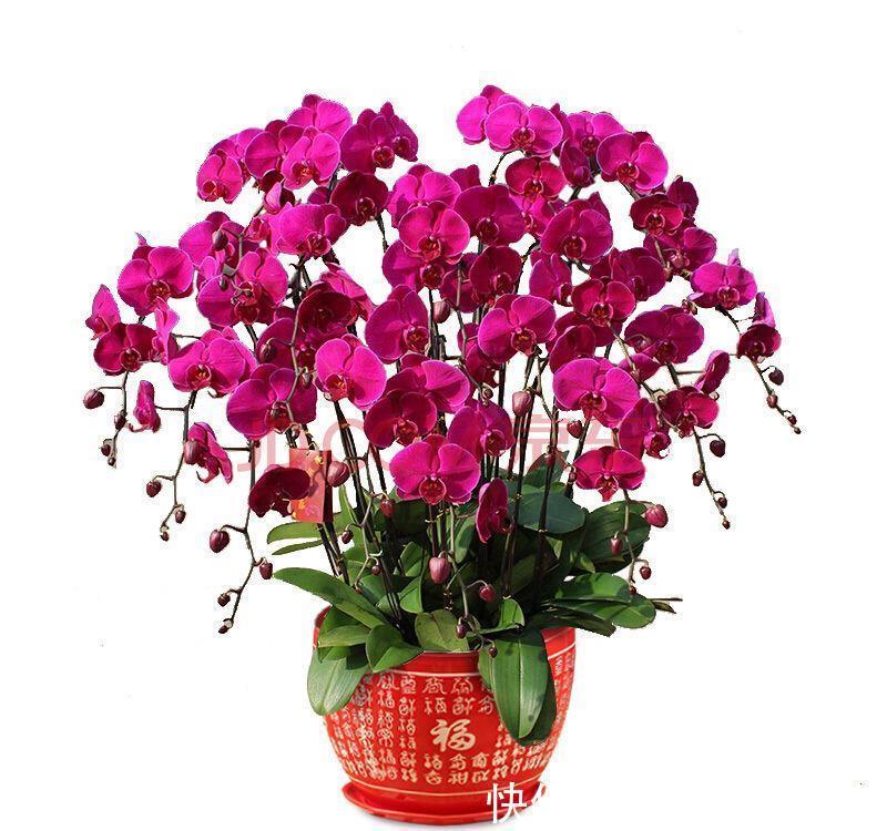 盆栽|蝴蝶兰怎么养,盆栽蝴蝶兰的养殖方法与注意事项你看了吗