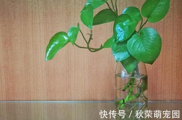 植物|真正适合“水培”的植物有5种，其他的水培是“遭罪”，难养好