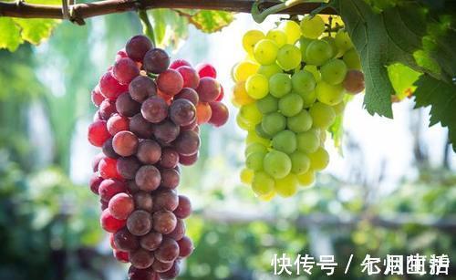 养肝护肝|医生:肝不好的人,这几种水果可以多吃点,或能帮助修复肝功能