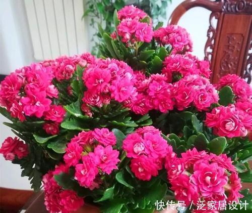 颜值|3种漂亮花,颜值高又勤花,好养护花朵美,适合新手!