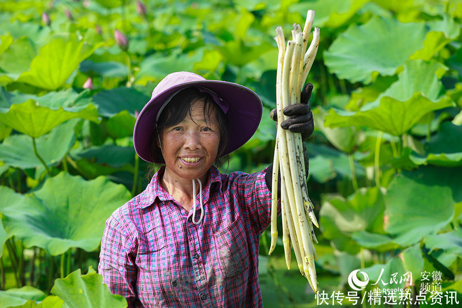 芜湖|芜湖湾沚：芙蓉出水别样红