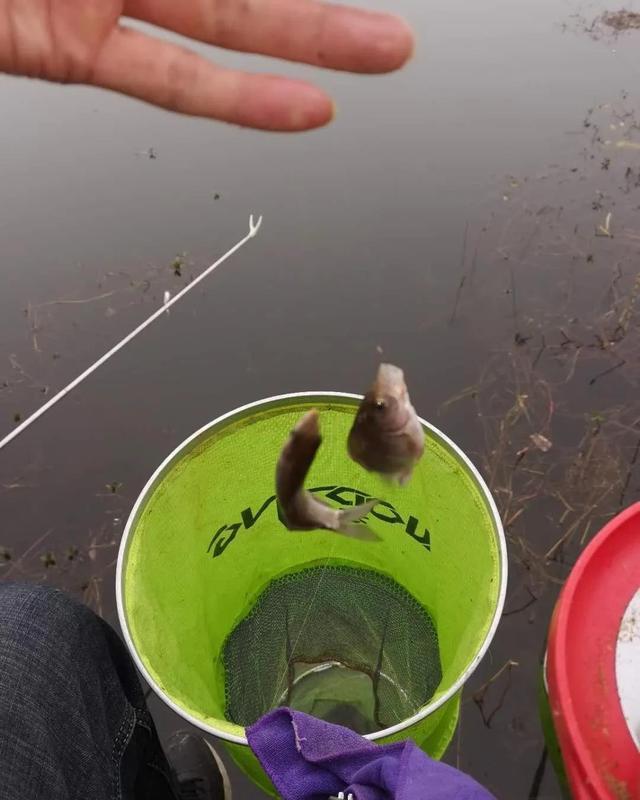 巧用|巧用生鲜鲫鱼饵,小野河爆连