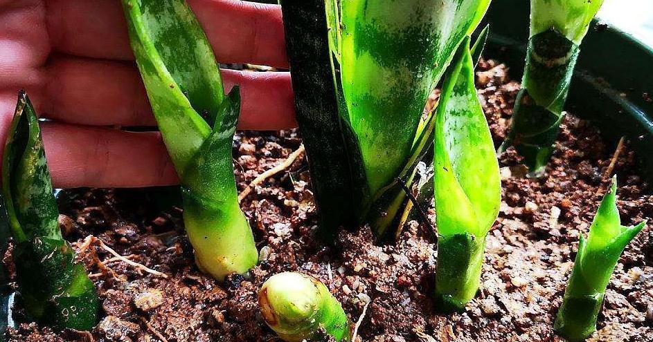 北方下雪了，家里养3盆花，空气一级棒，叶片绿油油