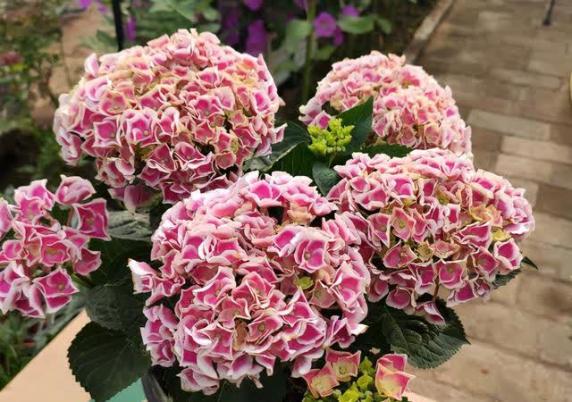 绣球长出花苞,别做“4件事”,否则花头小,甚至落花苞