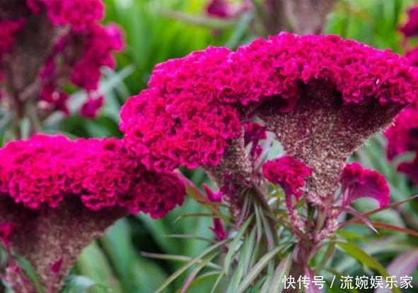 常吃|大夫提醒常吃以下野菜，能美容养颜，利于减肥，防治便秘