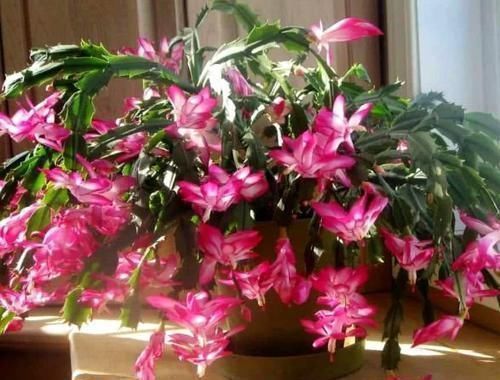 蟹爪兰|蟹爪兰盆里加点这个好东西,不烂根、不黄叶,花朵开满盆!