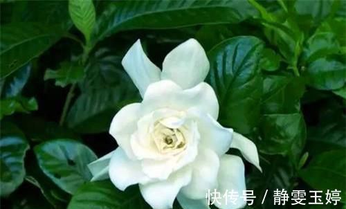 家养|你家养的有茉莉花吗关于茉莉花度夏的3个错误，别说没提醒