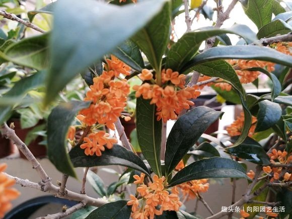 桂花如何扦插剪下几根枝条,沾点“白酒”,7天长出大白根