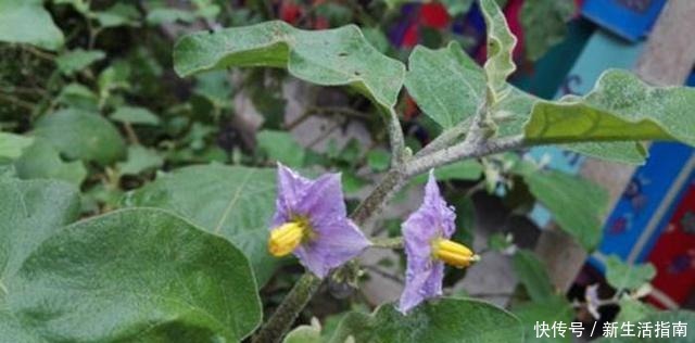 山沟沟一种野草名叫“刺天茄”,繁殖数量快价值高,遇到珍惜!
