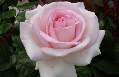  开花|最受好评的3种花，花色超仙，花香浓郁，一年开花多次