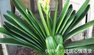 有光泽|养君子兰盆里垫块它花箭抽得快一年2次花简单好用