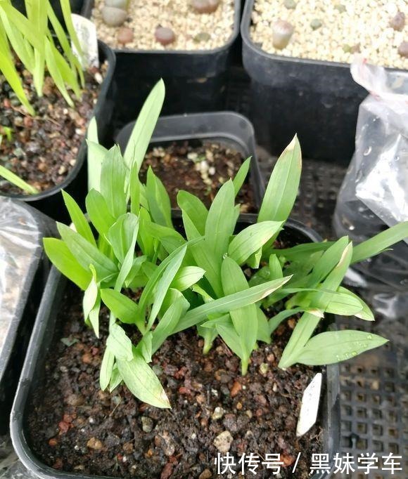 “天价”的兰花,比不上这种“土兰花”,香气飘十里,七仙女下凡!