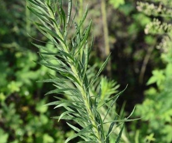 小蓬|此物名为“解酒草”，是治疗肠胃“特效药”，路边常见，遇到珍惜