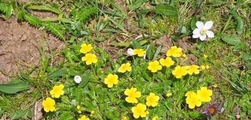 服用|农村一种毫不起眼野菜,农民拿去喂猪,殊不知是名贵中草药