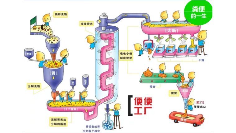 结肠黑变病|你今天大便了吗？