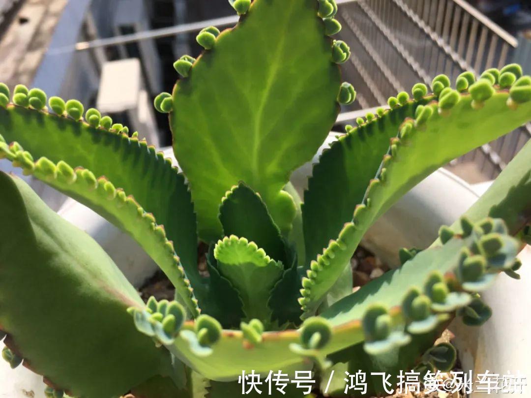 太阳花|养到烦人的花,盆都不够用,扔掉还很心疼