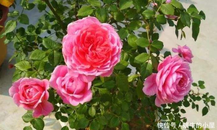 枝条|冬季月季花修剪不要“犯迷糊”，选对时间果断剪，春季开花才会多