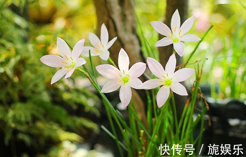 这种花似兰非兰,喜欢淋雨后开花,皮实好养易爆盆,开花多