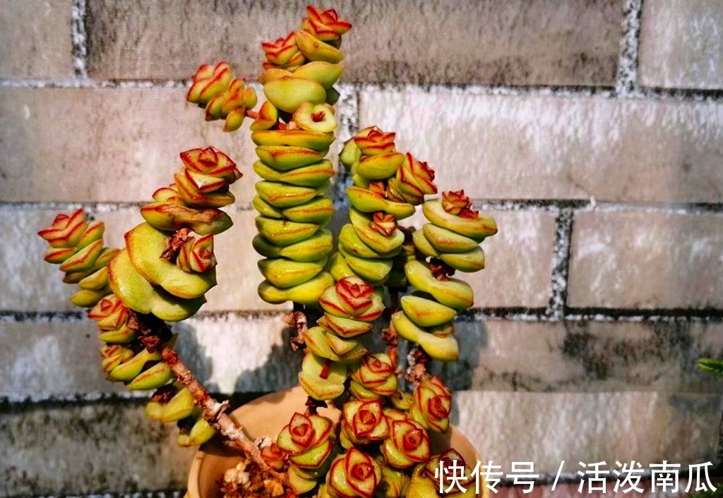 唐印|多肉肥点才好看,所以这些多肉夏天不能轻易断水,缺水会越长越丑